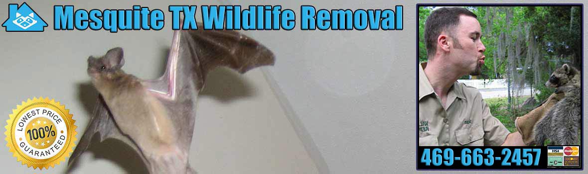 Mesquite Wildlife and Animal Removal